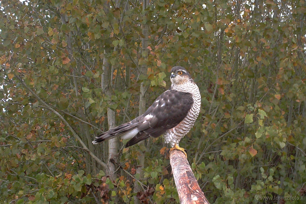 65549 Accipiter nisus (Sparviere, femmina).jpg